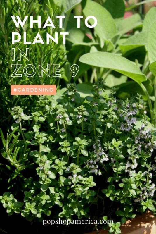 What-to-plant-in-zone-9-in-spring-gardening-for-Houston
