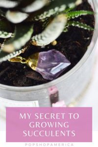 secret-to-growing-succulents