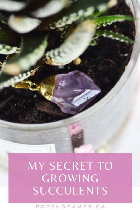 secret-to-growing-succulents