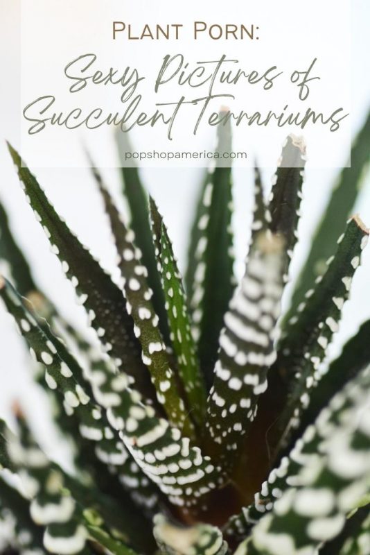 Sexy Pictures of Succulent Terrariums
