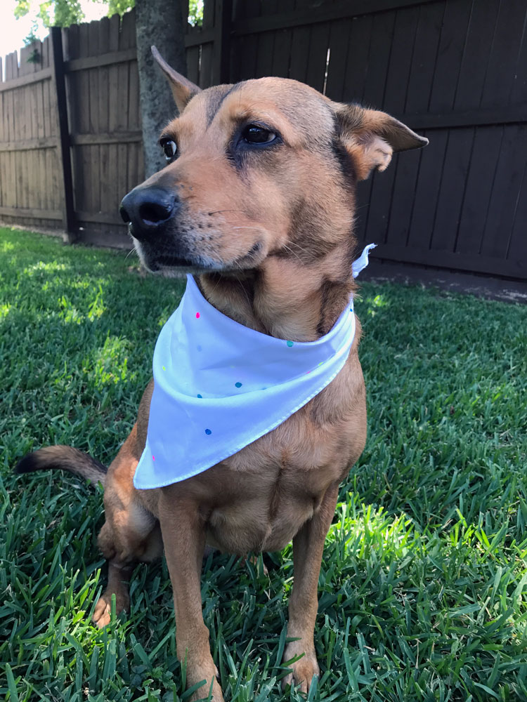 dr-girlfriend-wearing-diy-polka-dot-bandana