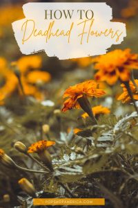 How To Deadhead Flowers2 (1)