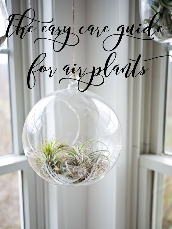 easy air plant care guide pop shop america