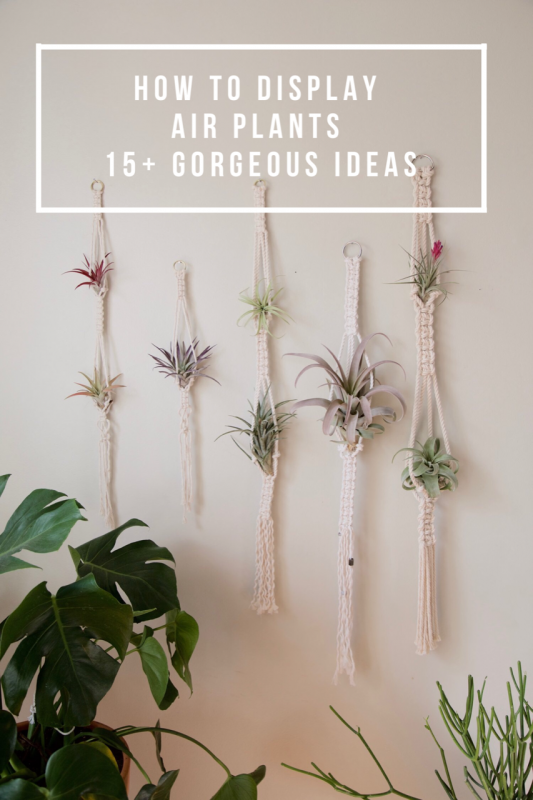 how to display air plants pop shop america