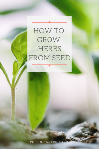 how to grow herbs from seed pop shop america