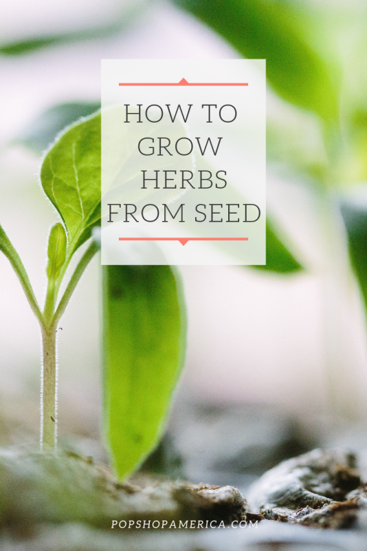 how to grow herbs from seed pop shop america