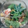 terrarium kit with succulents pop shop america