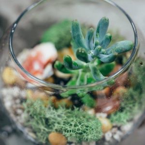 terrarium kit with succulents pop shop america