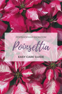 easy poinsettia care guide pop shop america
