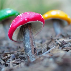 tutorial-magical-clay-toadstools-diy