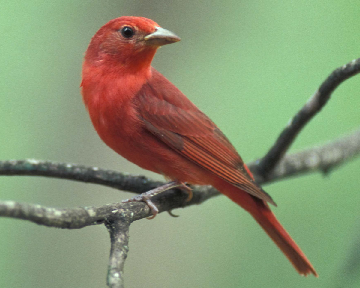 Summer_Tanager_male_backyard_songbird_north_american_feeder_birdseed_instructions_birdfeeder_pop_shop_america