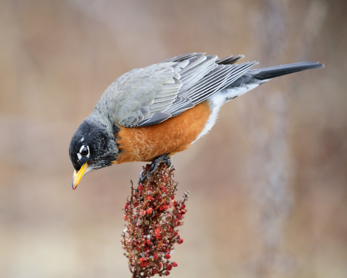 american_robin_redbreast_attracting_birds_birdseed_pop_shop_america_blog