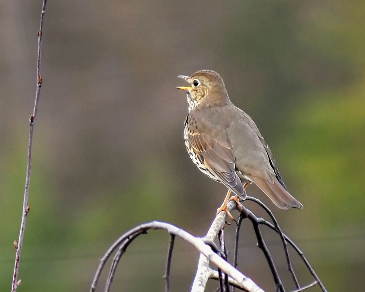 hermit_thrush_bird_singing_lovely_songbird_feeding_attracting_birdseed_pop_shop_america
