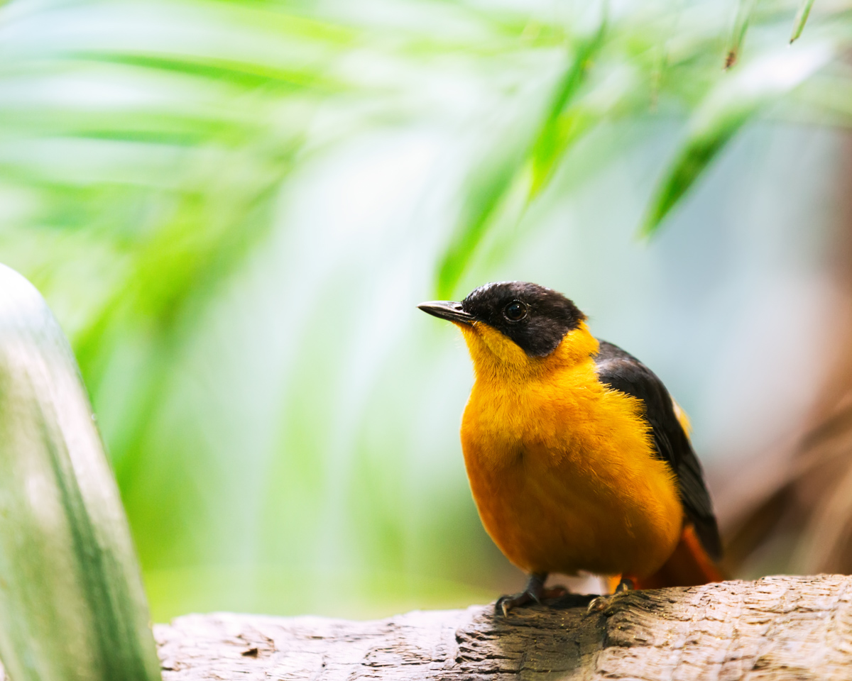oriole_yellow_bird_atracting_birdseed_make_your_own_bird_feeder_kit_pop_shop_america
