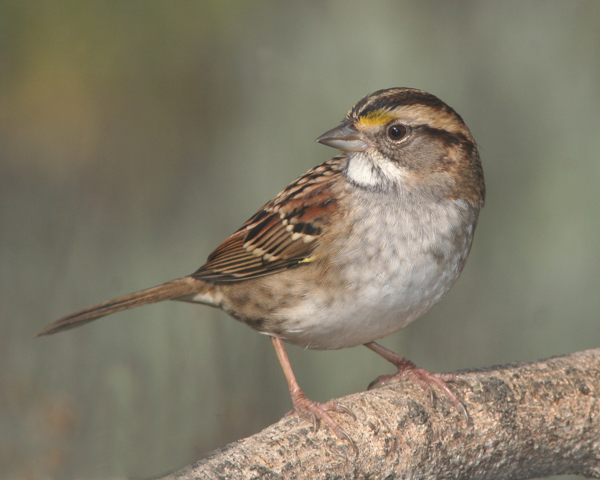 small_brown_bird_finch_songbird_north_american_feeding_seed_pop_shop_america