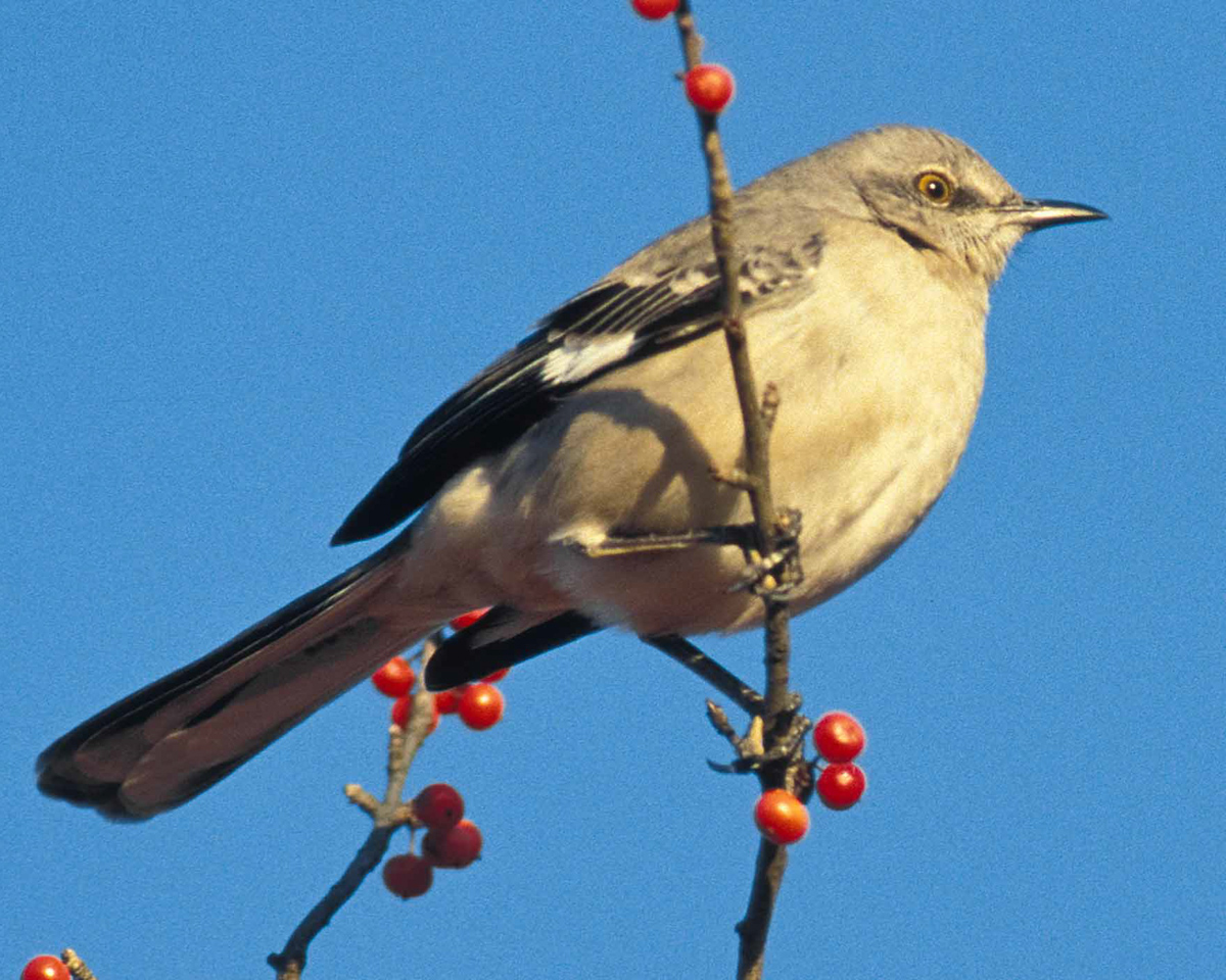 texas_statebird_mockingbird_songbird_pop_shop_america_blog_crafting_birdfeeder_kit