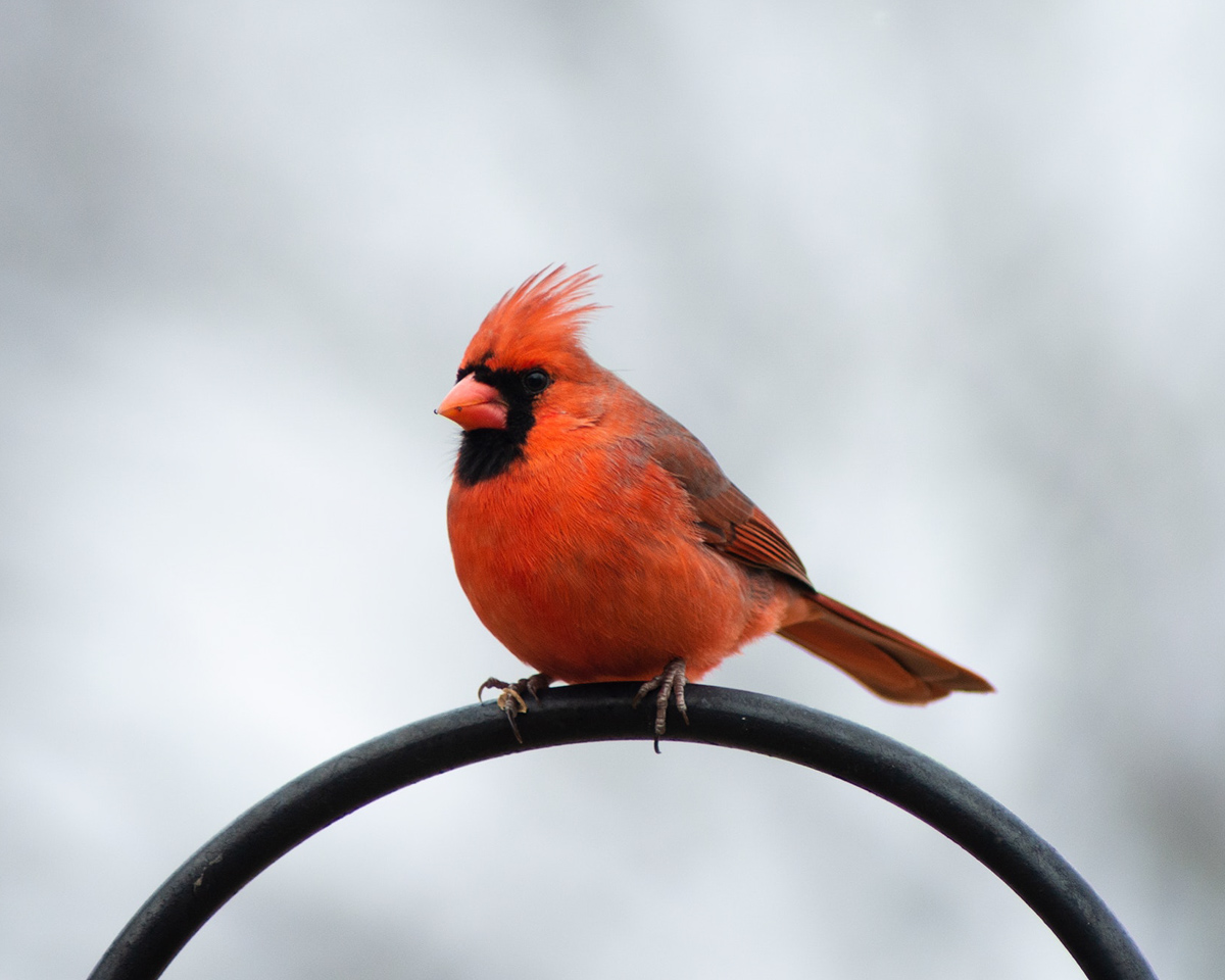 winter_cardinal_north_american_bird_red_bird_feeder_intruction_pop_shop_america
