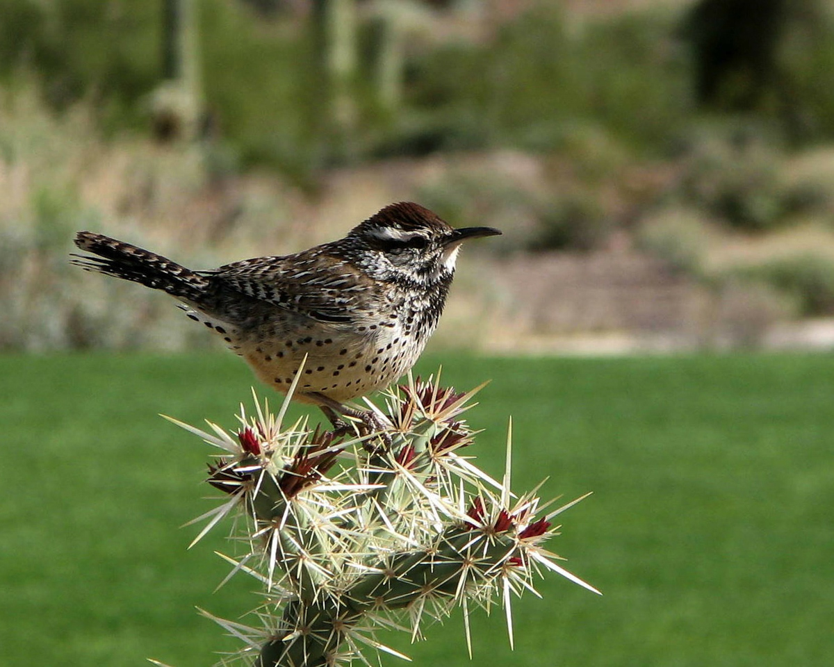 wren_cactus_spotted_birdwatching_backyard_attracting_birds_bird_feeder_pop_shop_america