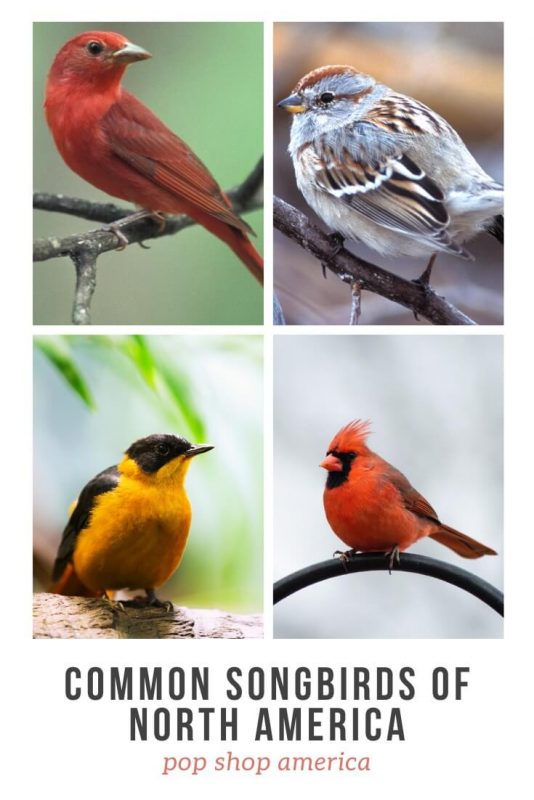 common-songbirds-of-north-america-pop-shop-america