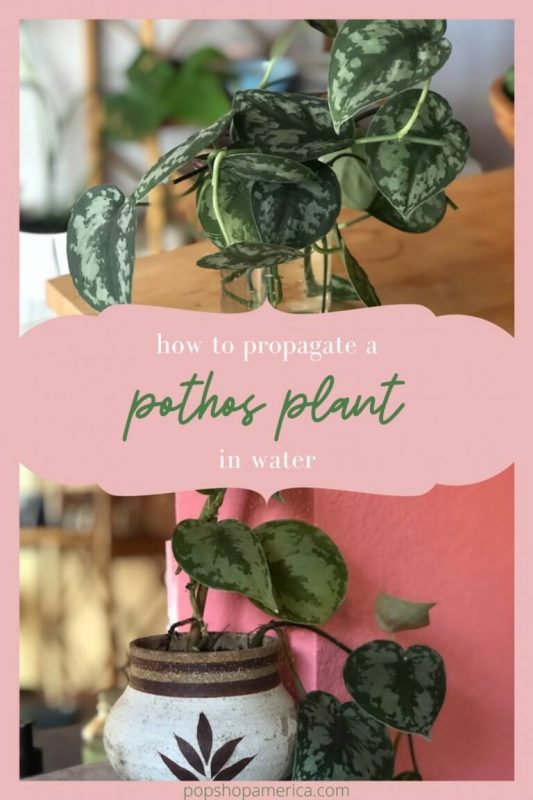 how-to-propagate-a-pothos-plant-768x1152