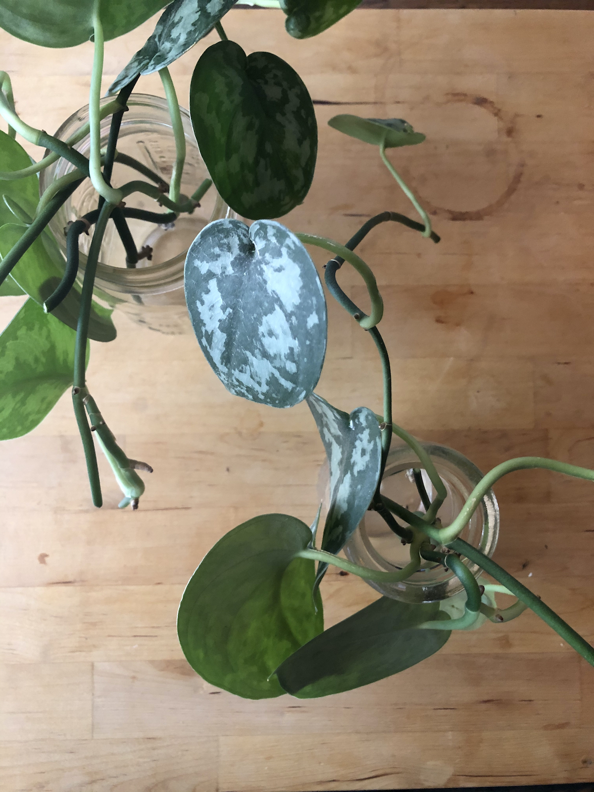 plant-propagation-cuttings-in-jars