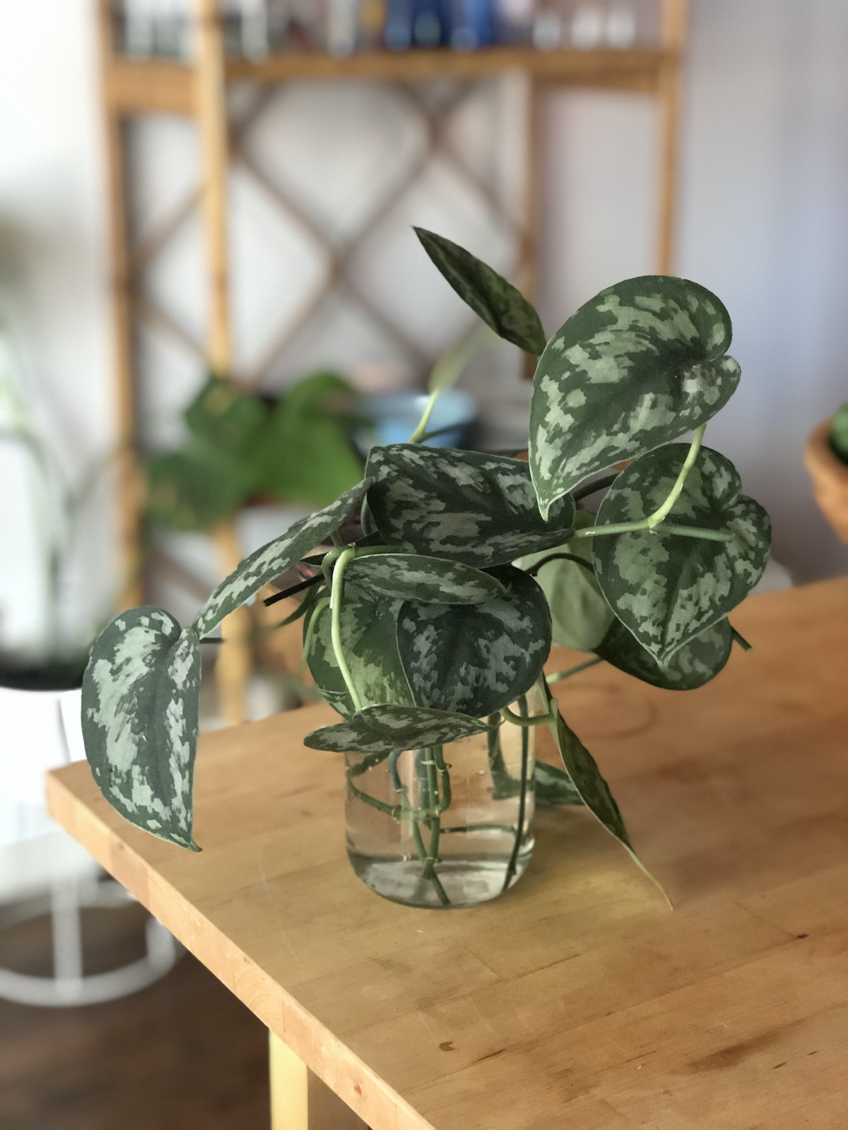 plant-propagation-leaf-cuttings-in-jar