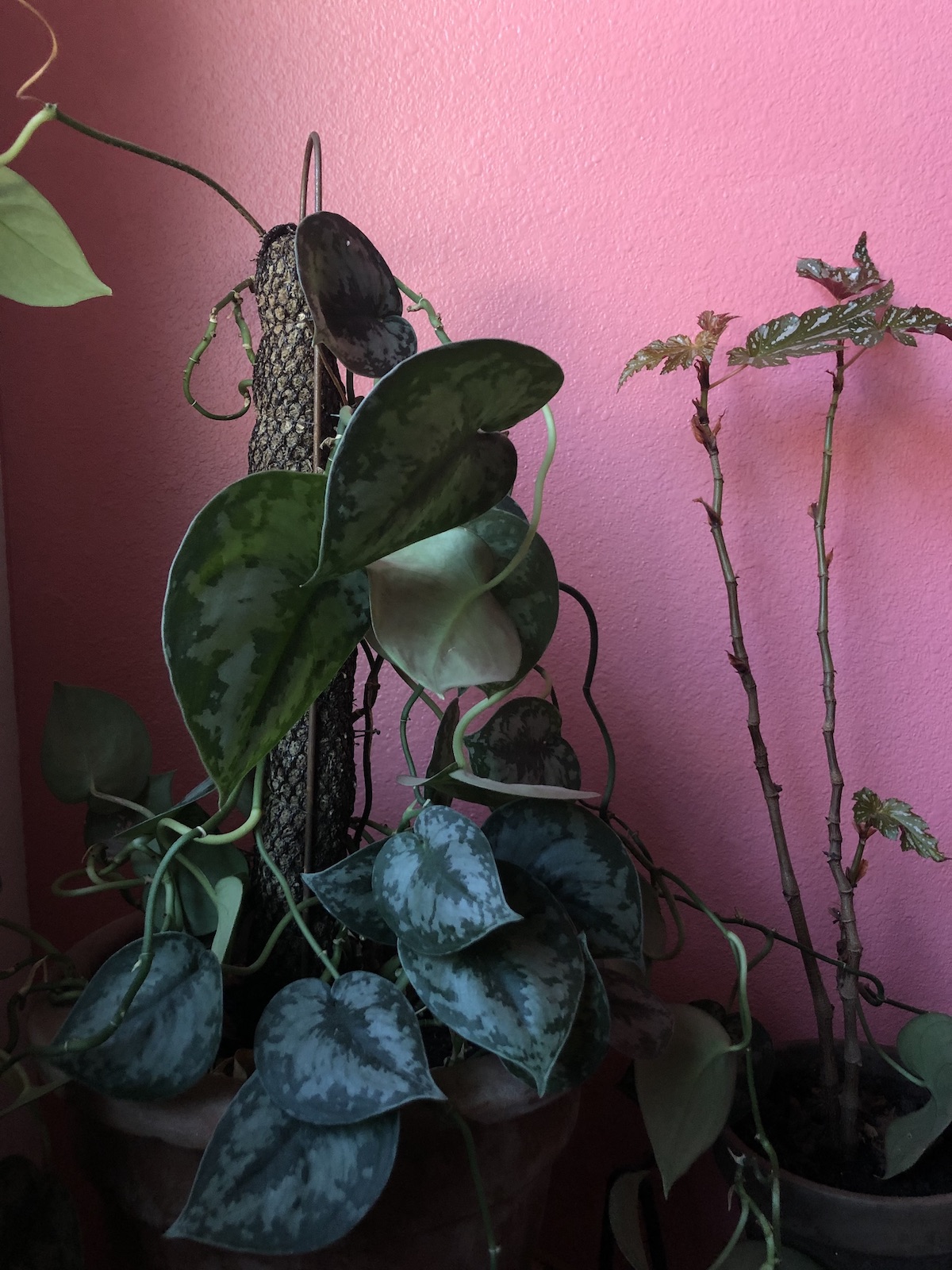 plant-propagation-silver-queen-pothos-mother-plant