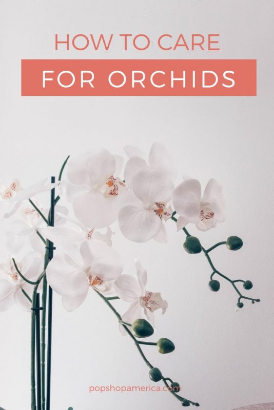 how to care for orchids guide pop shop america