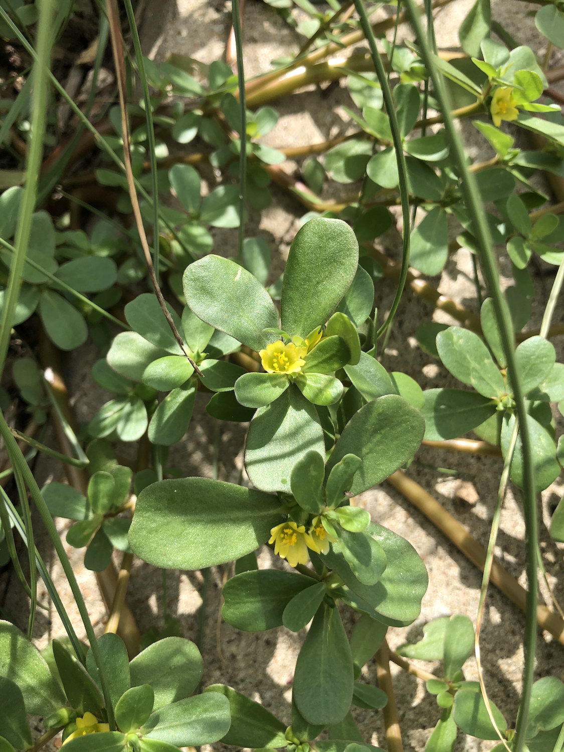 Foraging Purslane Succulent Summer Herb Concrete Garden Bed Forage Yellow Flowers