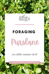 Foraging Purslane edible summer herb