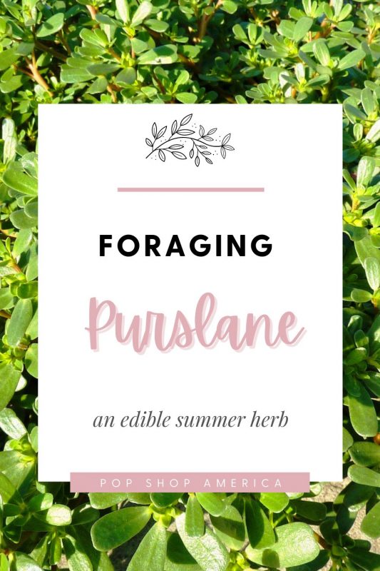 Foraging Purslane edible summer herb