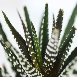 closeup-of-small-succulents_square