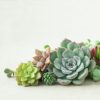 small-succulents-cuttings_square