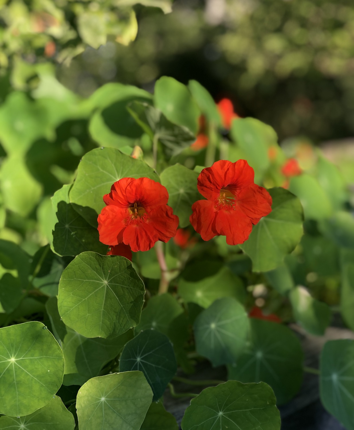 nasturtium greens and blooms growing in raised bed vegetable garden