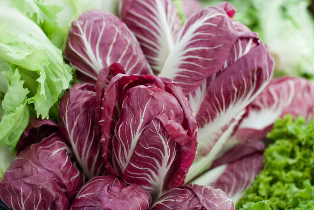 deep magenta red zone 9 winter green radicchio growing in raised be vegetable garden