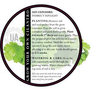cilantro-herb-growing-care-instructions-diy-pop-shop-america_square