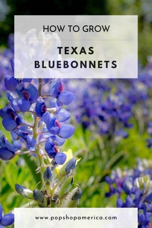 how-to-grow-texas-bluebonnets-pop-shop-america
