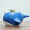 Narwhal DIY terrarium gardening kit-square