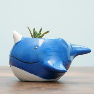 Narwhal DIY terrarium gardening kit-square