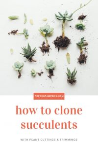 how to clone succulents pop shop america