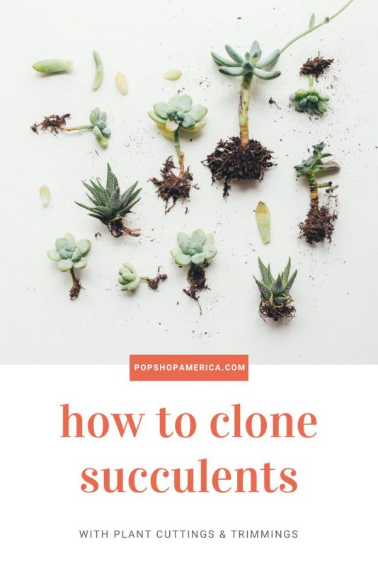 how to clone succulents pop shop america