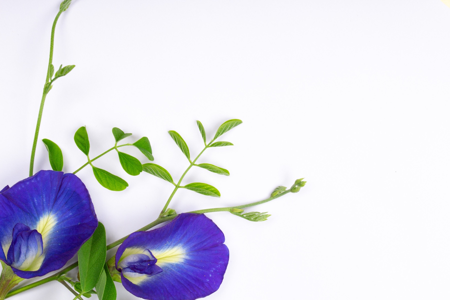 butterfly pea flower to make tea
