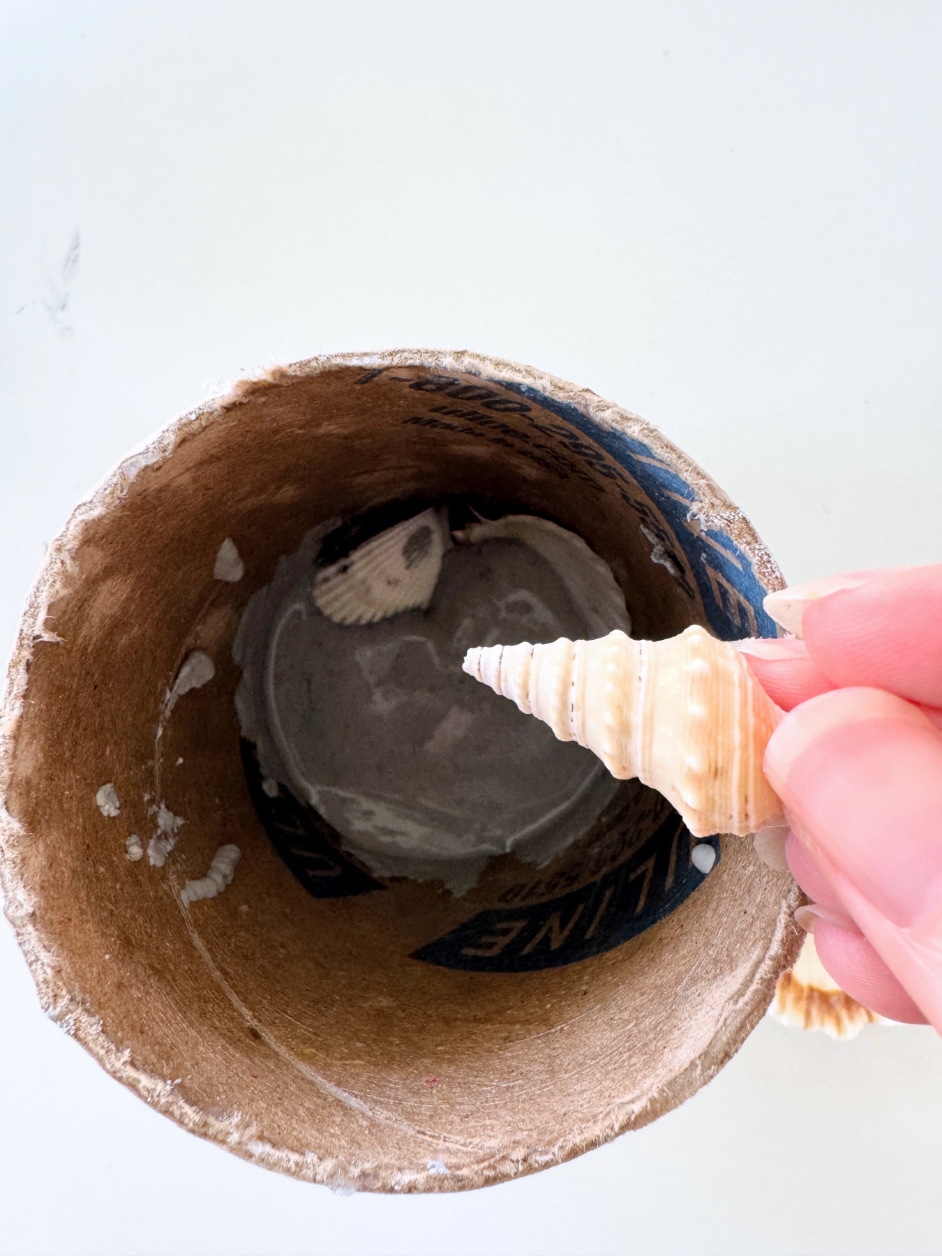 add seashells to the concrete web