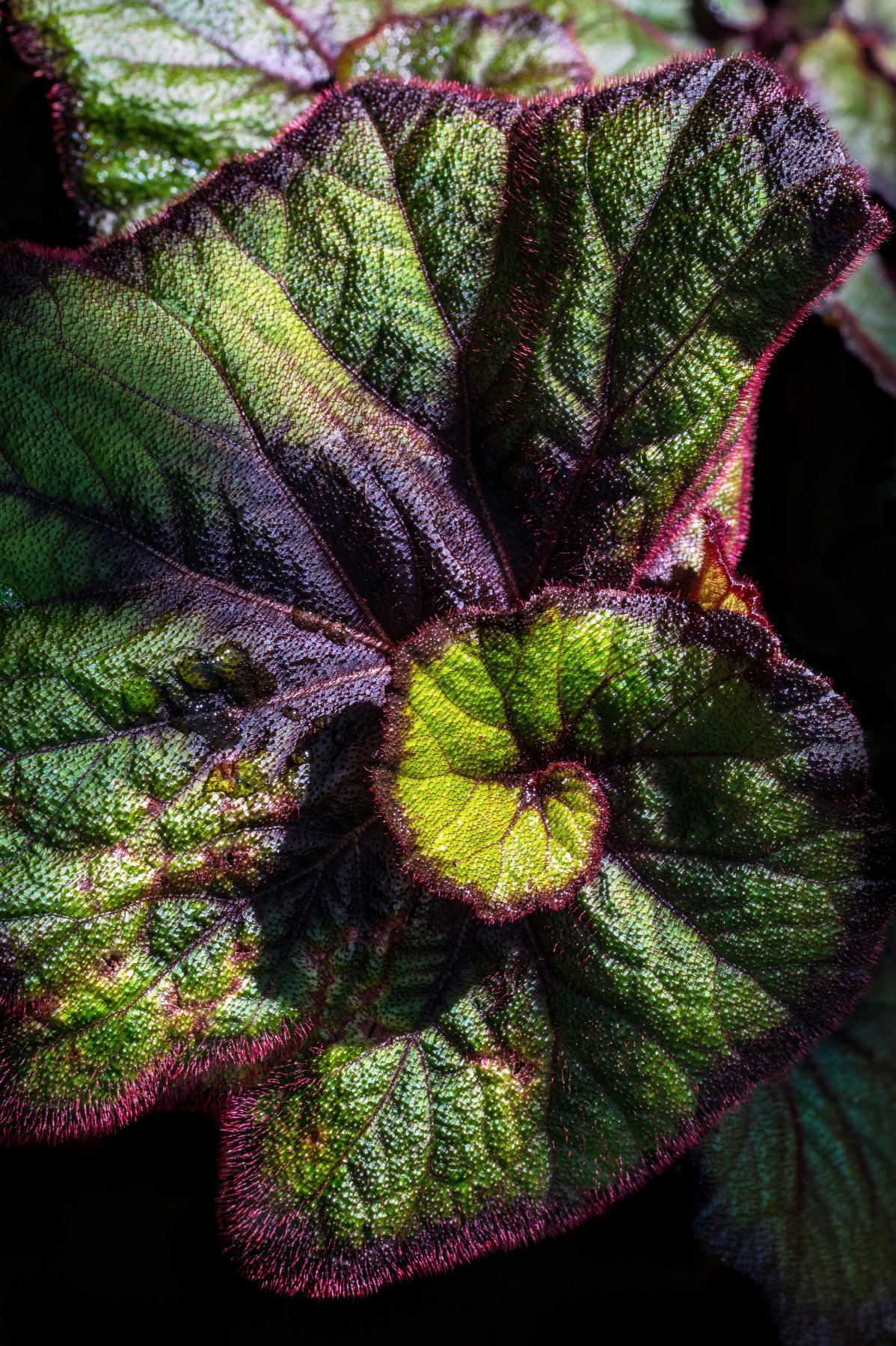 begonia escargot rare houseplant pop shop america
