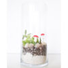 DIY Kit, Succulents Terrarium Kit Tall Cylinder