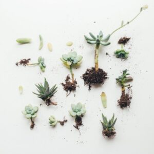 Gardening Kits