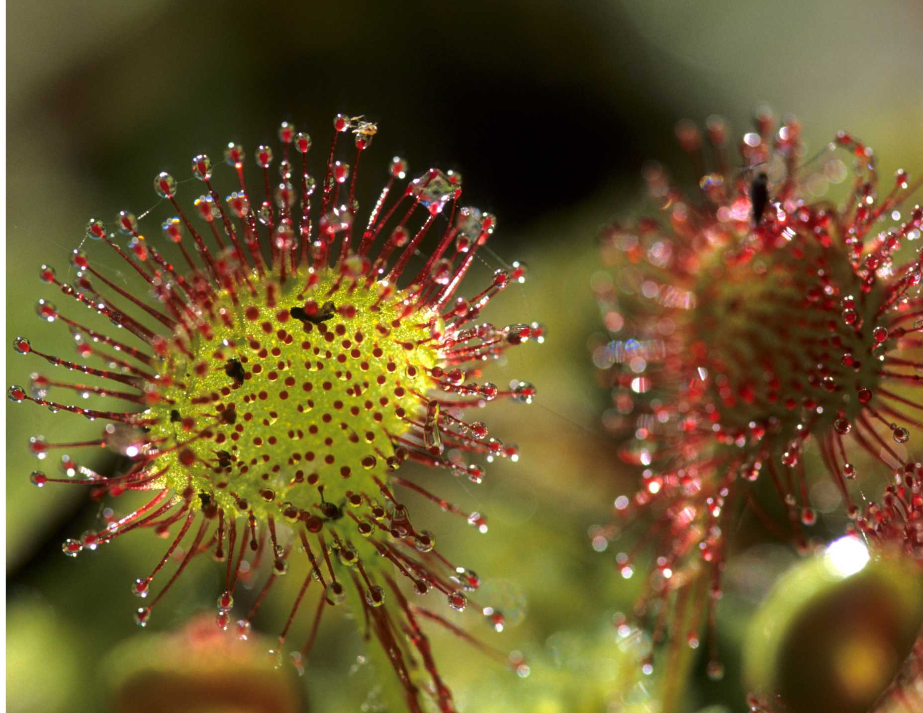 sundew carnivorous plant pop shop america